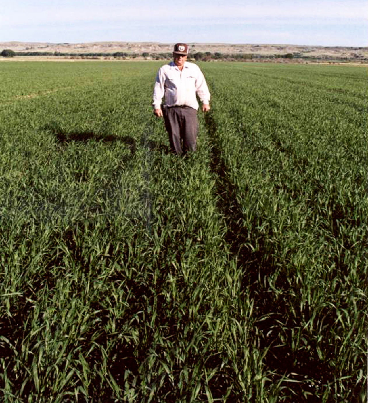 AIM Malt Barley Glendive MT Treated