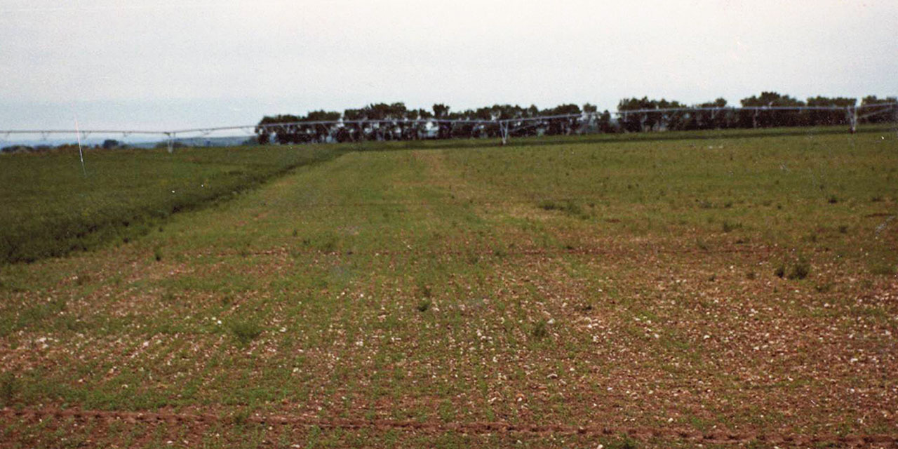 AIM New Seeding Alfalfa Big Horn WY