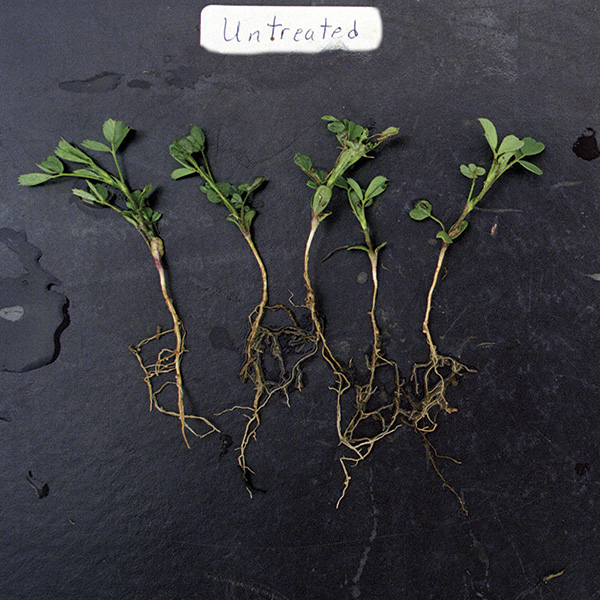 Alfalfa New Seeding Plants Untreated