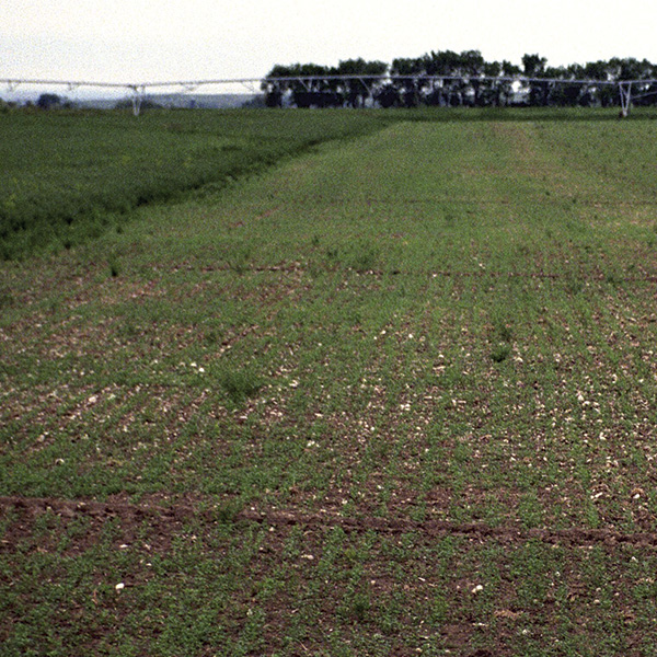 Alfalfa New Seeding Untreated