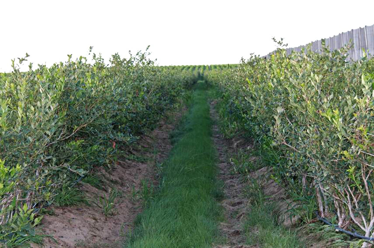 Blueberries Untreated