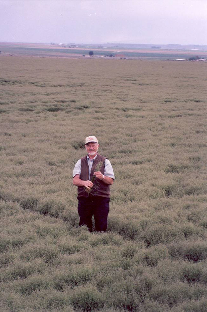 Bluegrass Seed Field