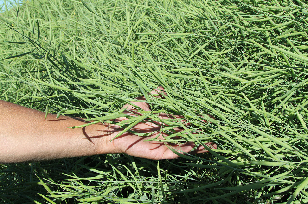 Canola Treated With Reclaim and MicroPlus