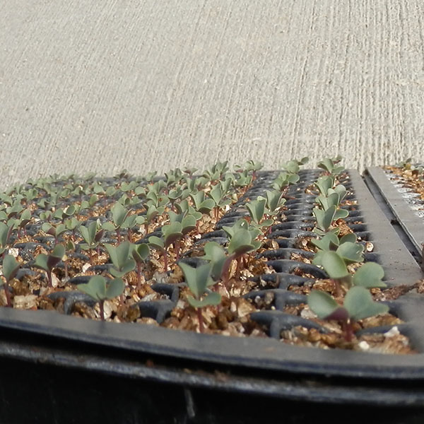 Cauliflower Seedlings in California Greenhouse Treated