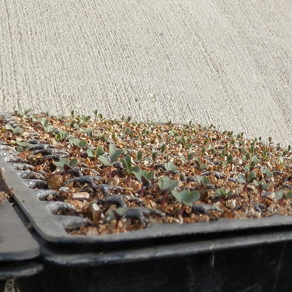 Cauliflower Seedlings in California Greenhouse Untreated