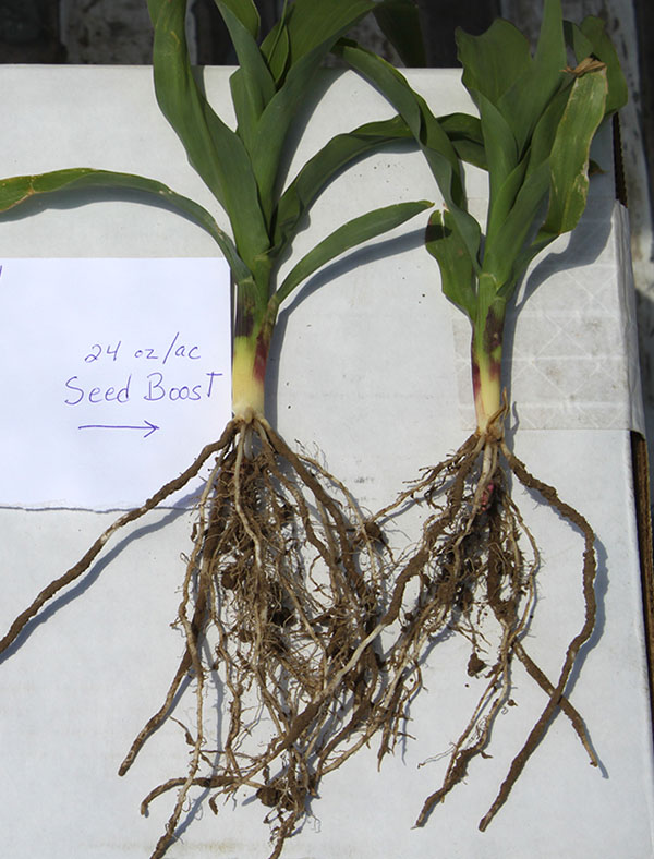 Corn Roots Treated