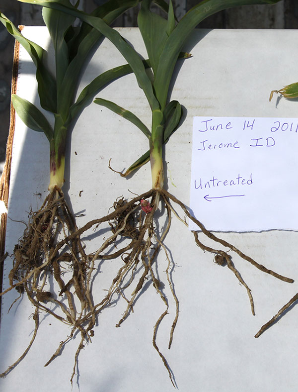 Corn Roots Untreated