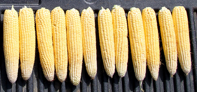 Corn South Pivot