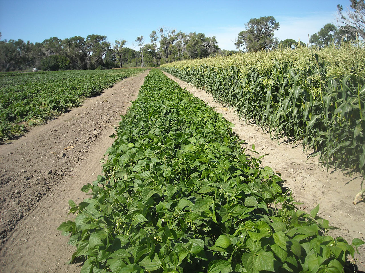 Corset Garden Beans Harlowton MT Field