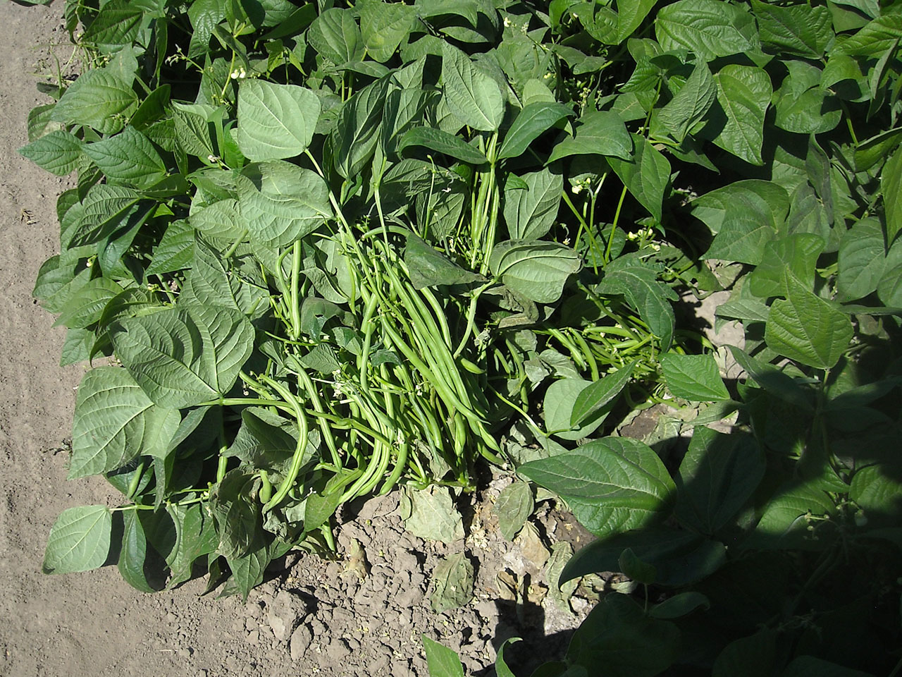 Corset Garden Beans Harlowton MT Plants