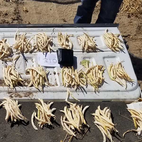 Corset Pinto Beans Treated