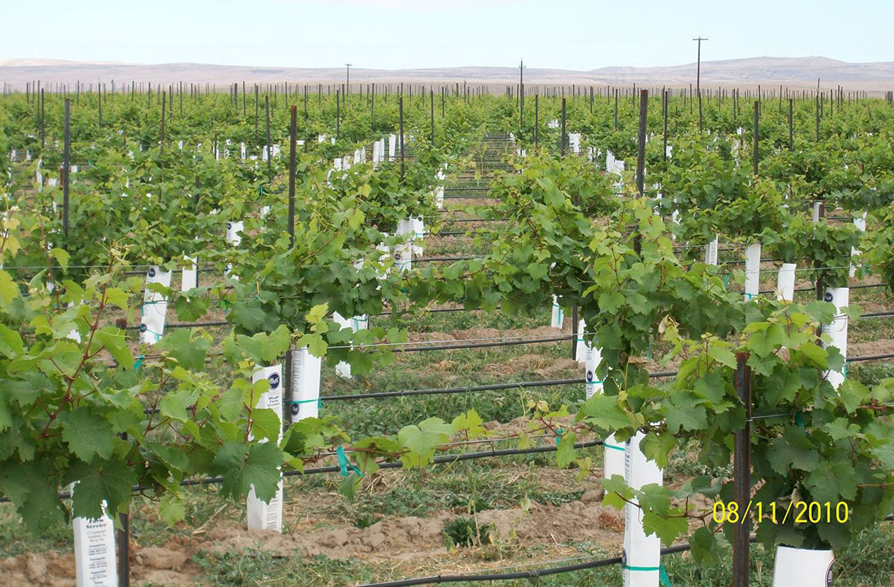 First Year Riesling Grapes