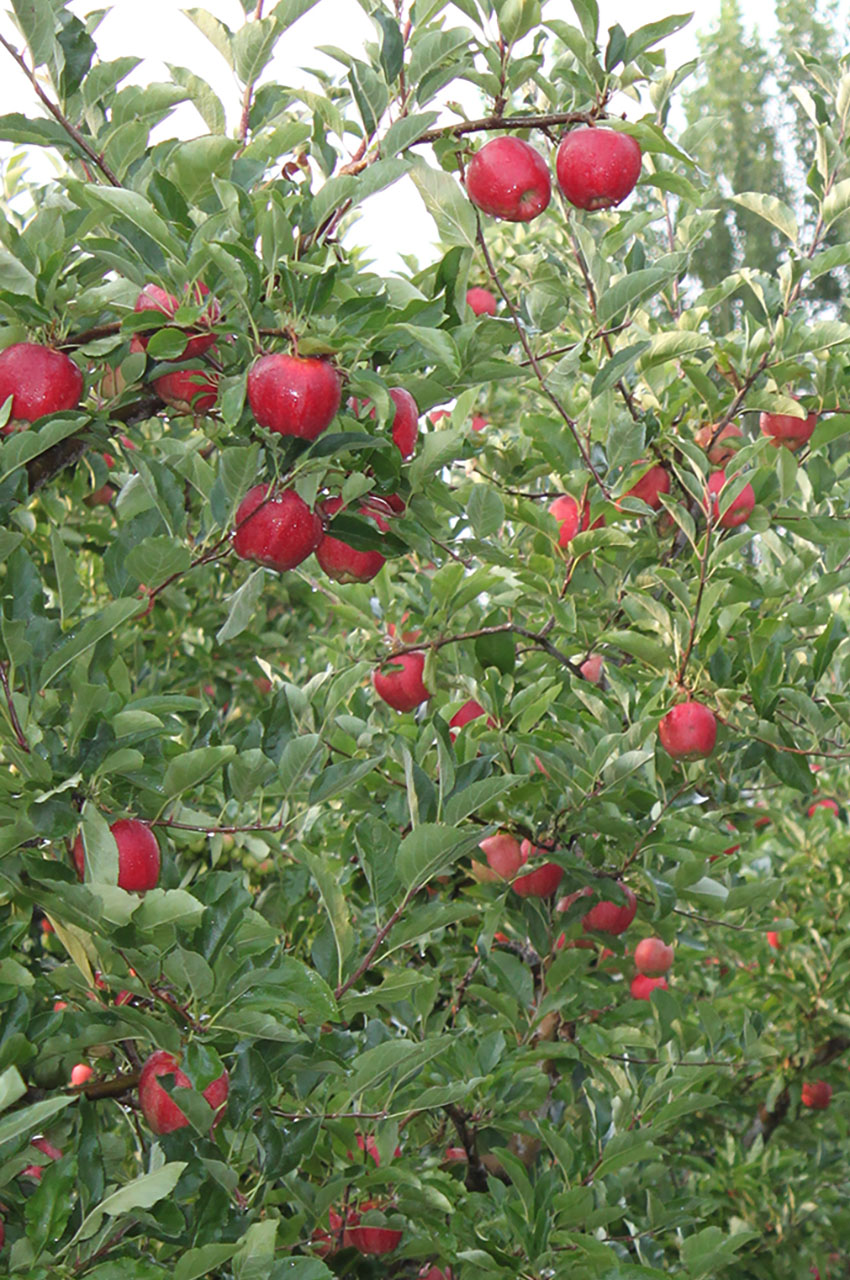 Gala Apple Trees