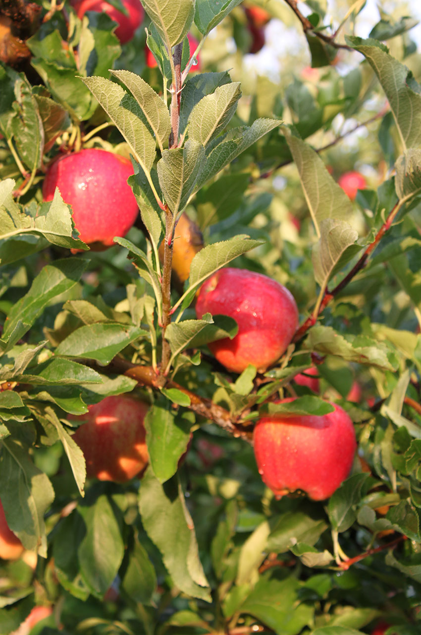 Gala Apples