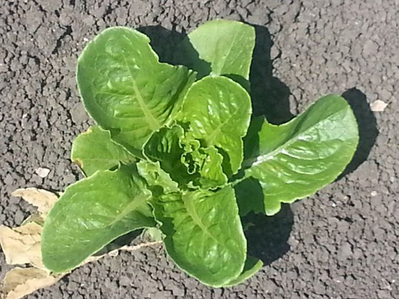 Lettuce Treated