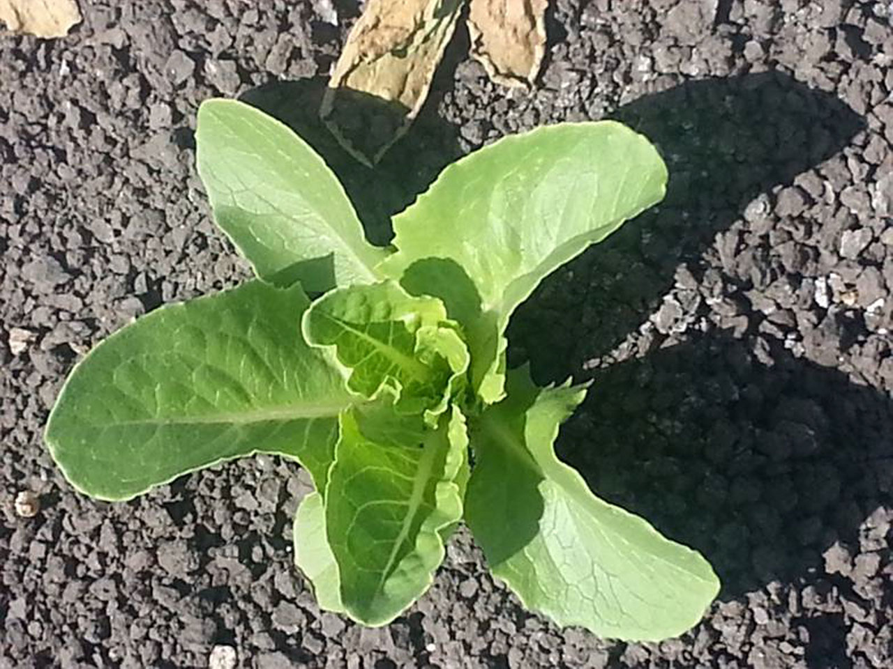 Lettuce Untreated