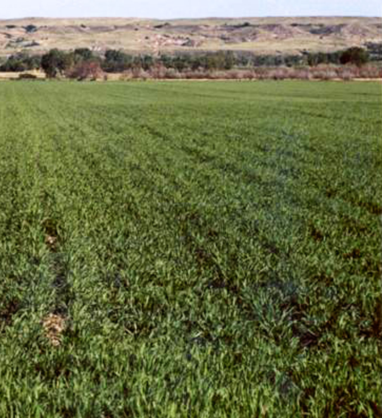 Malt Barley Field Treated