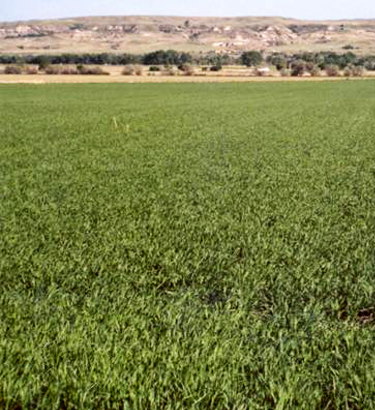 Malt Barley Field Untreated