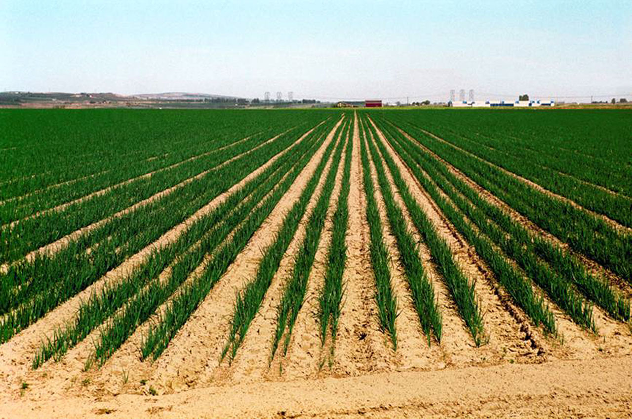 Onion Field Treated