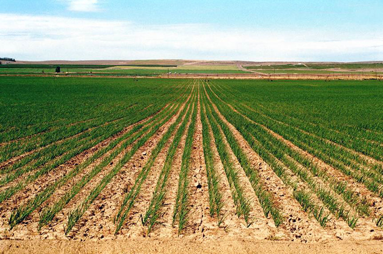 Onion Field Untreated