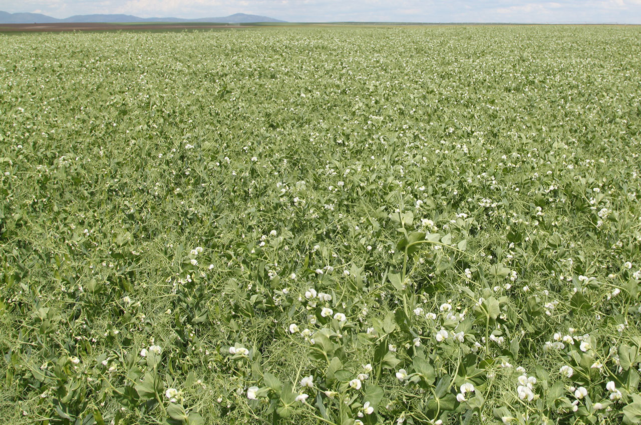 Peas Heat Stress Control With MicroPlus