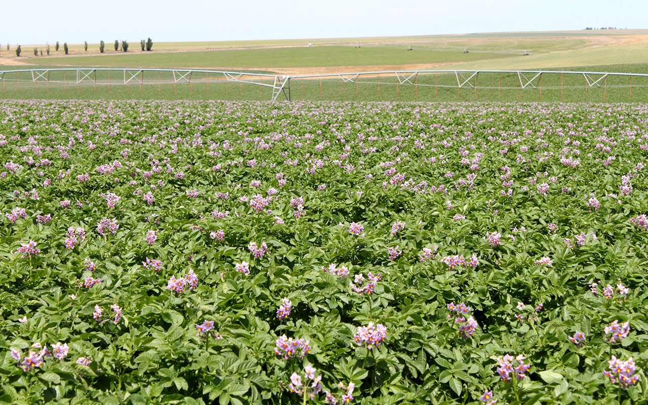 Potato Blooms