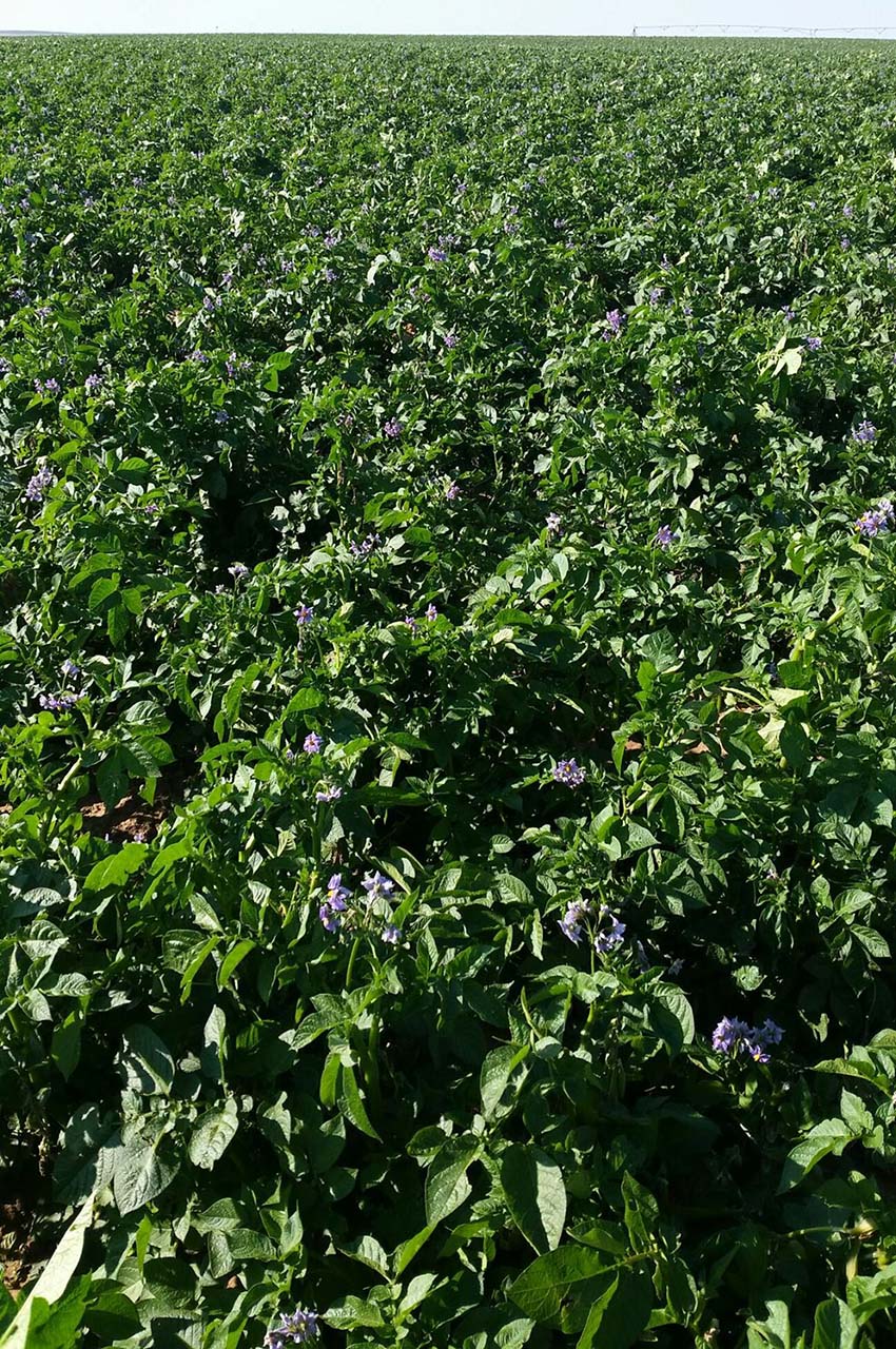 Potato Field Hail Damage Treated