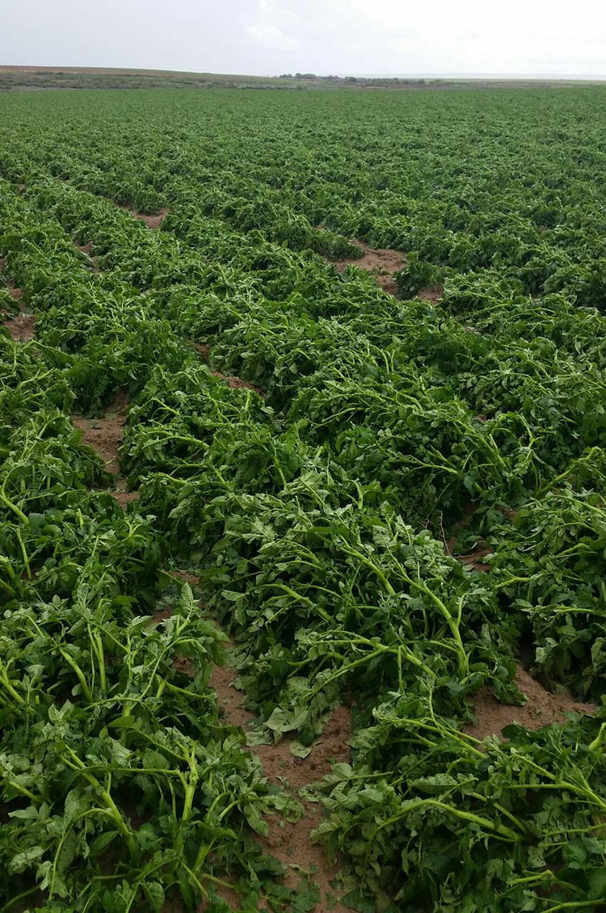 Potato Field Hail Damage Untreated