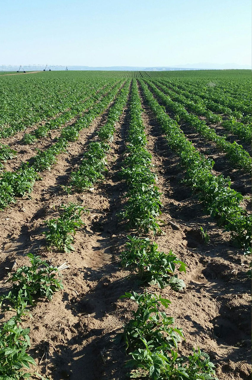 Potato Hail Damage Treated