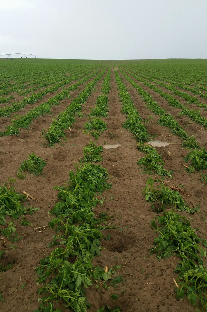 Potato Hail Damage Untreated