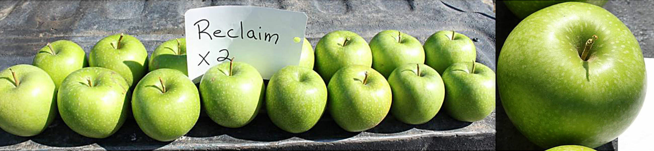 Reclaim Apples Treated