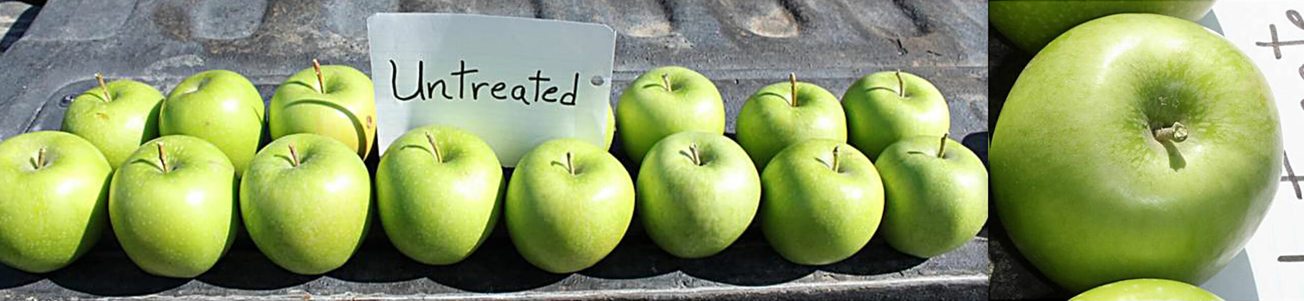 Reclaim Apples Untreated