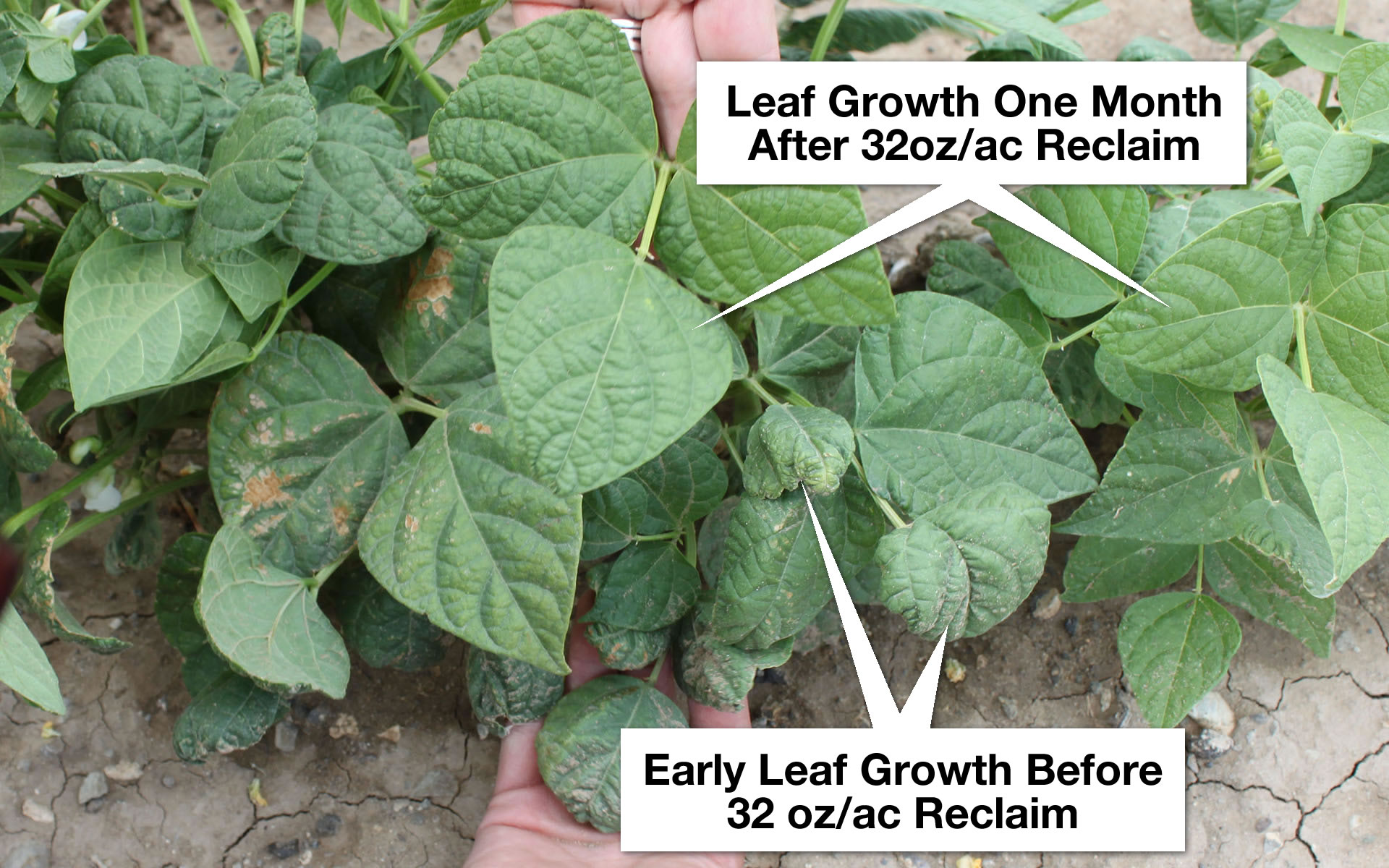 Reclaim Beans in Basin WY Leaf Growth