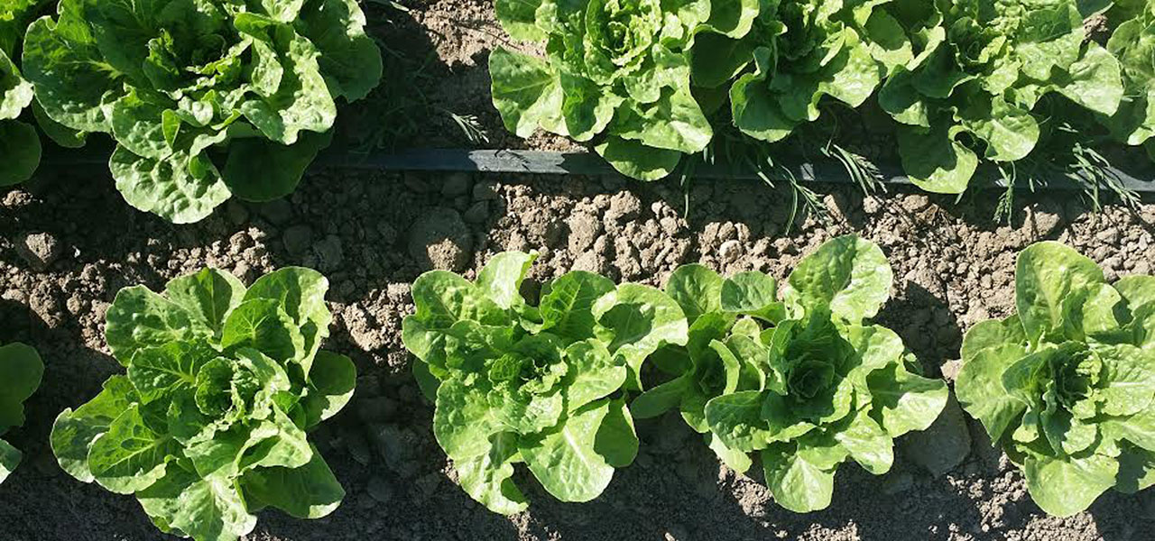 Reclaim California Lettuce Untreated