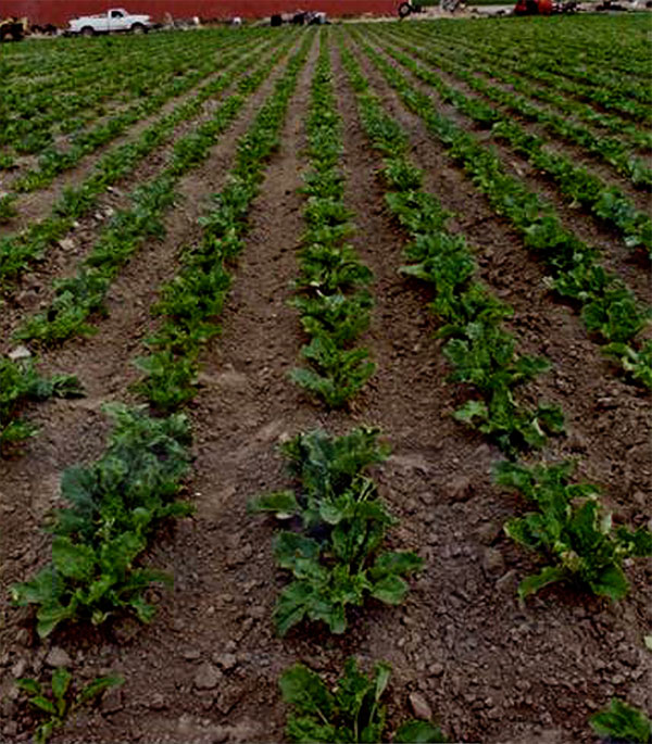 Reclaim Matrix Residual American Falls Field Treated