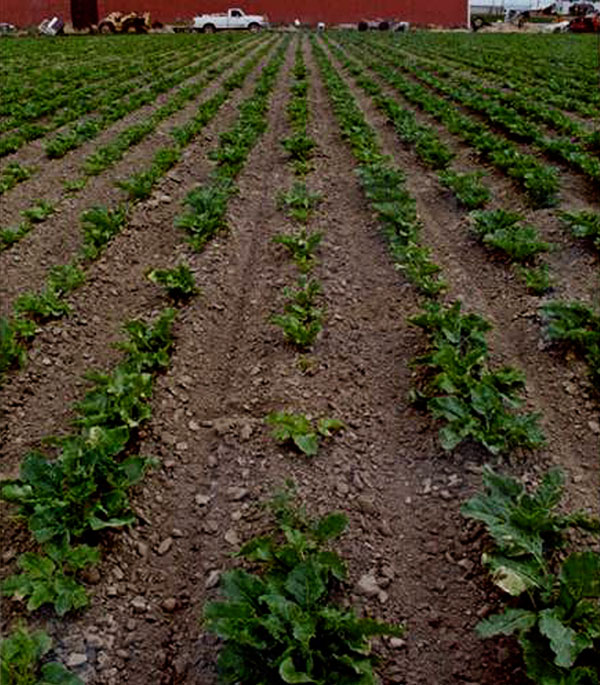 Reclaim Matrix Residual American Falls Field Untreated