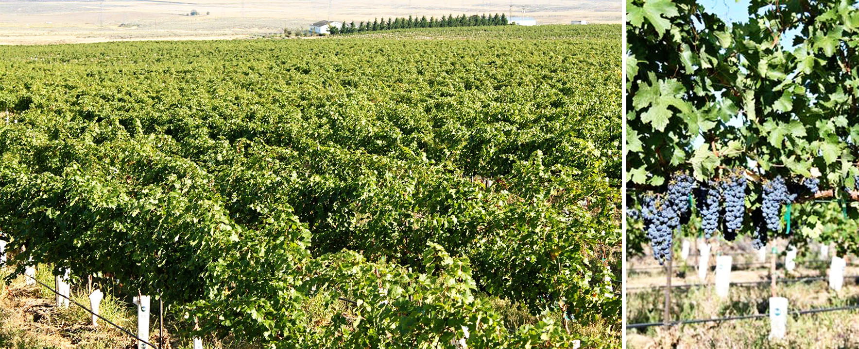 Renew Cabernet Grapes