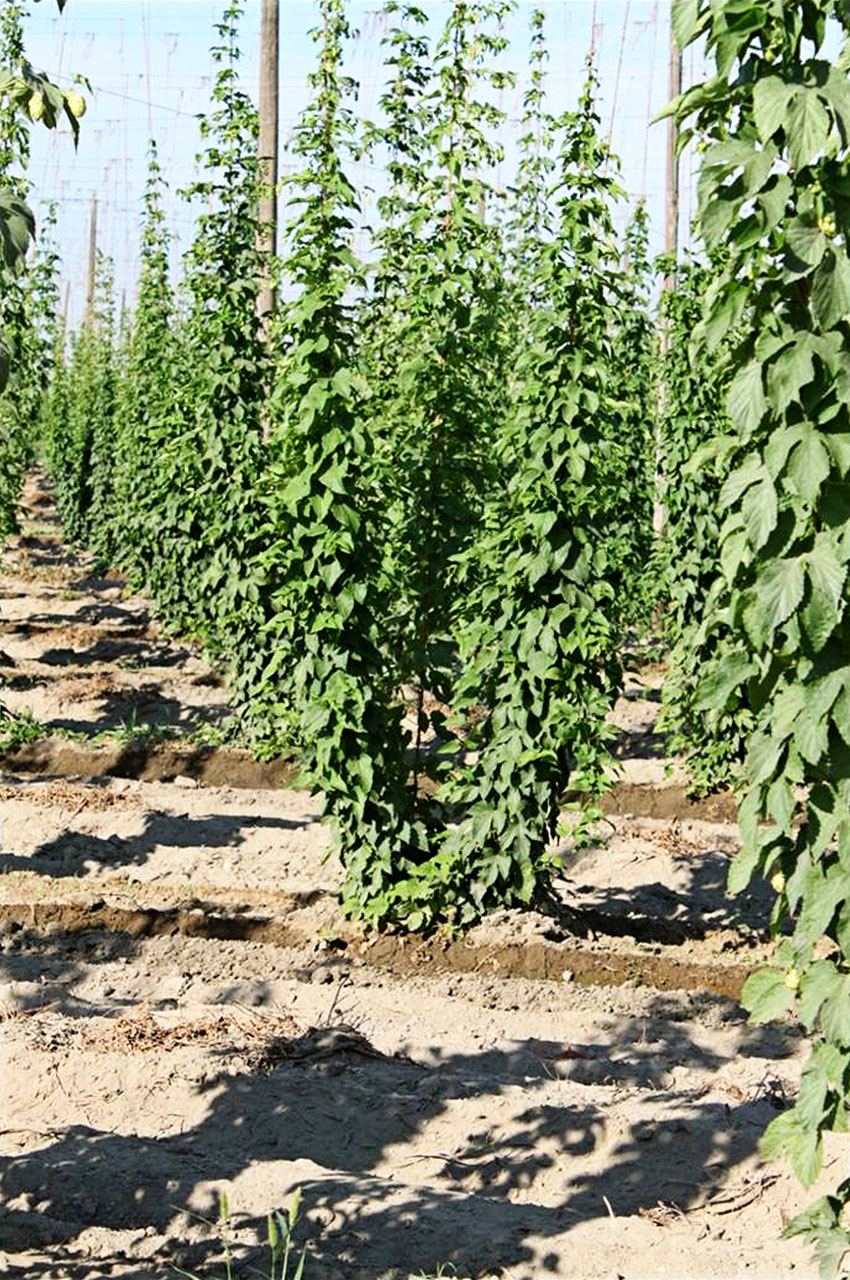 Renew New Planting Hops Treated