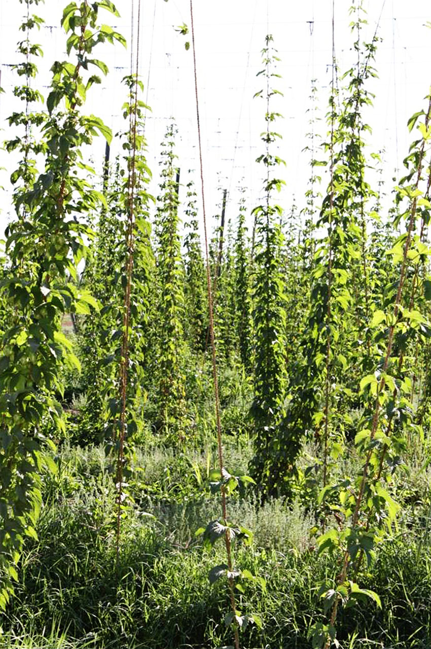 Renew New Planting Hops Untreated