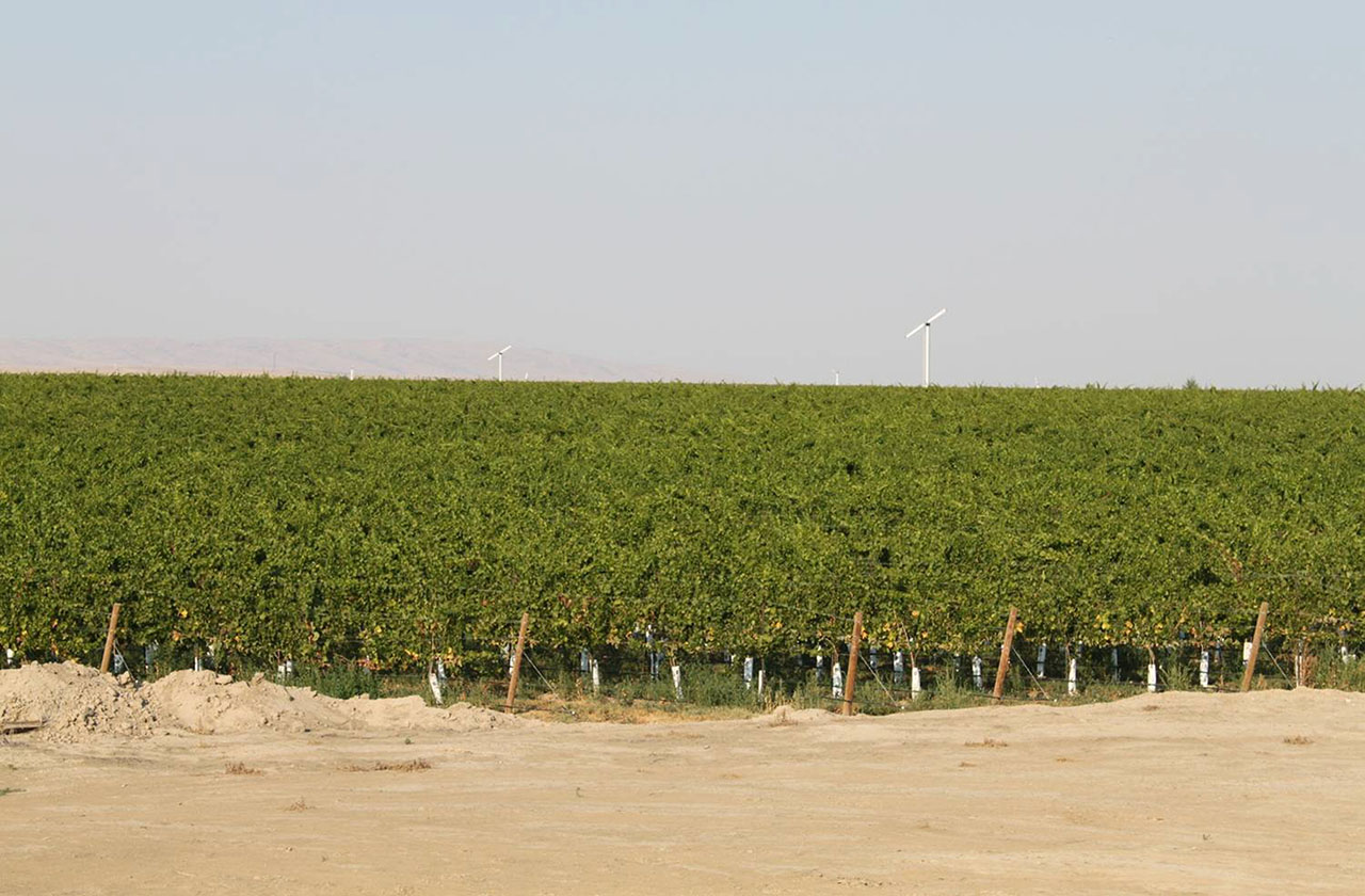 Second Year Grapes