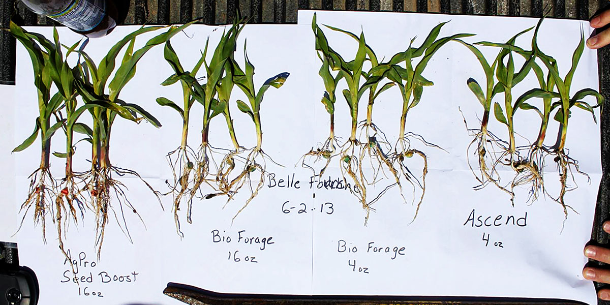 Seed Boost Comparison Belle Forche SD Corn