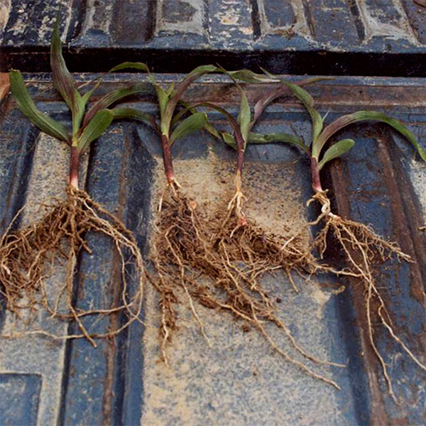 Seedboost Field Corn Glendive MT Untreated