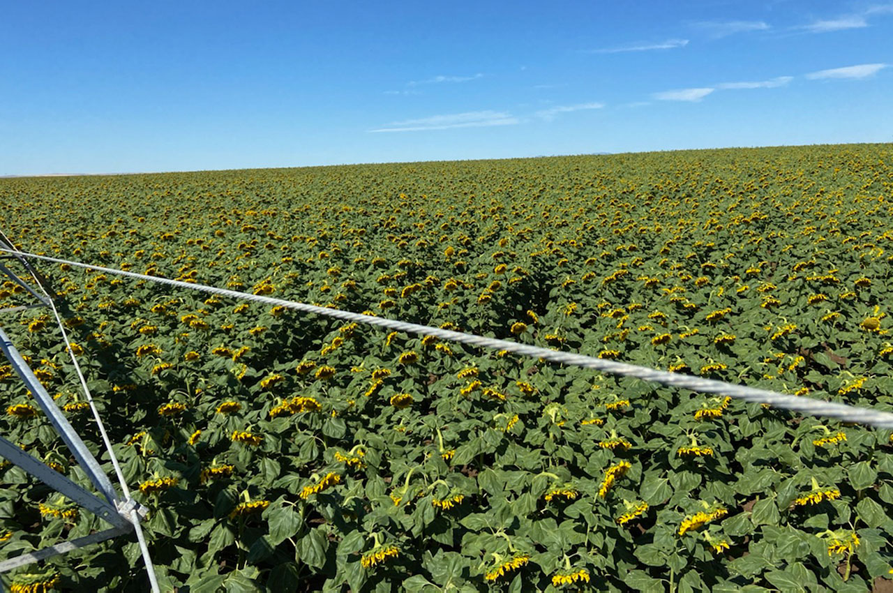 Sunflower Field Wilbur WA