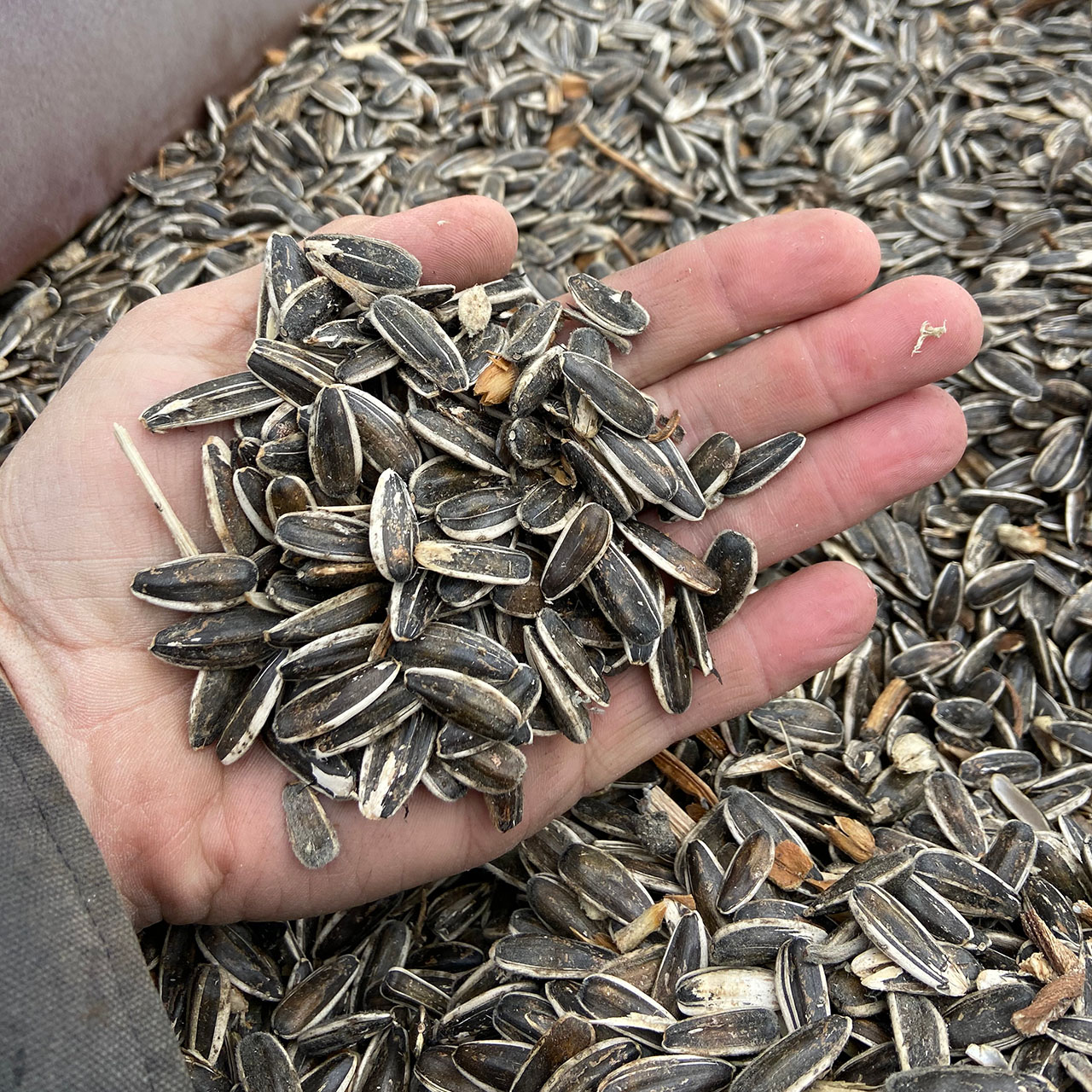 Sunflower Seeds