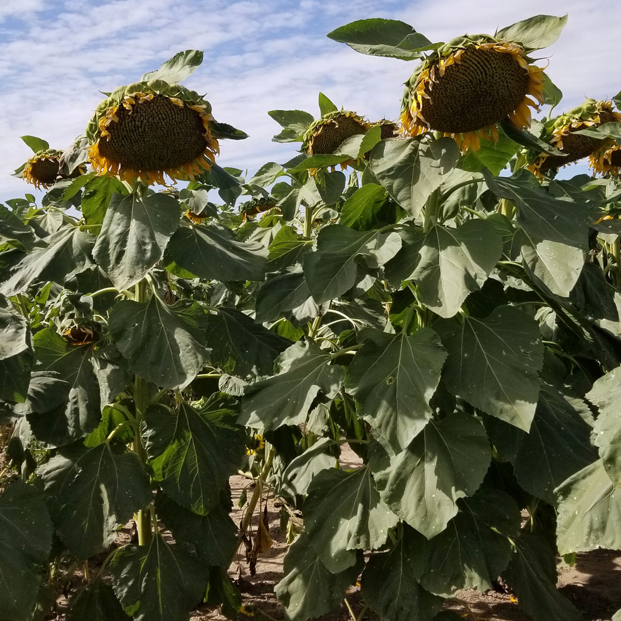 Sunflowers