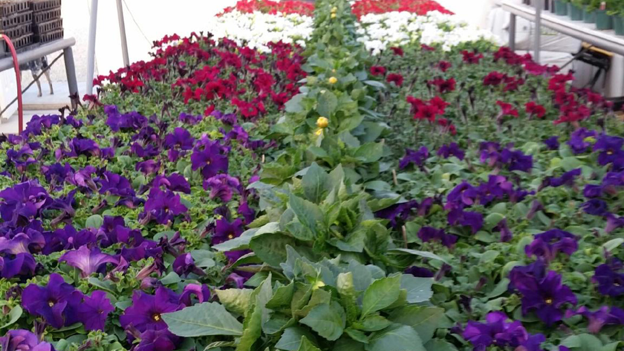 Turf Blend Greenhouse Blooms