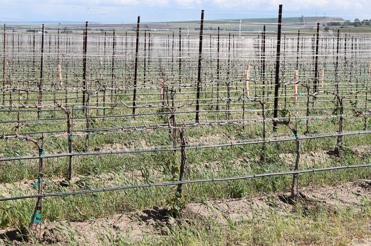 Vineyard Untreated