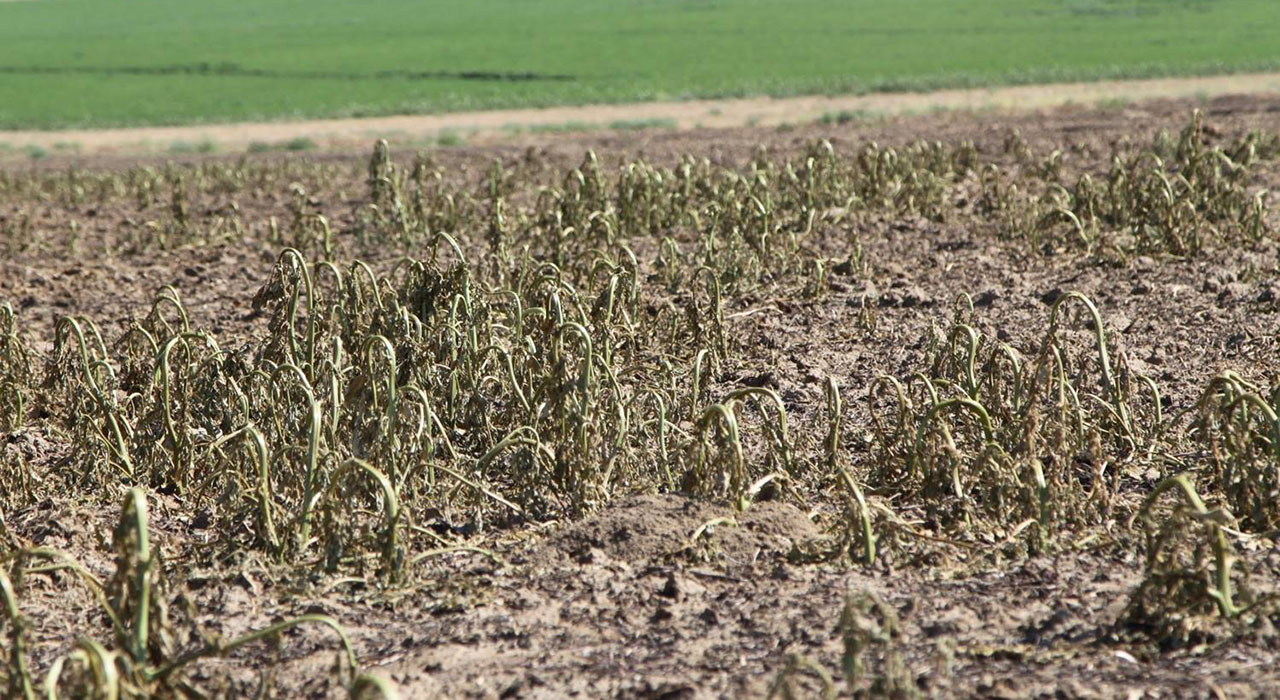 pHLAME Eastern Washington Dead Pigweed